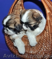 щенок ши-тцу для шоу и разведения. - <ro>Изображение</ro><ru>Изображение</ru> #2, <ru>Объявление</ru> #41700