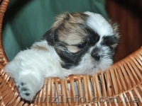 щенок ши-тцу для шоу и разведения. - <ro>Изображение</ro><ru>Изображение</ru> #3, <ru>Объявление</ru> #41700
