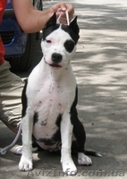  Американский Стаффоршидский Терьер девочка - <ro>Изображение</ro><ru>Изображение</ru> #2, <ru>Объявление</ru> #46161