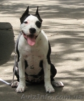  Американский Стаффоршидский Терьер девочка - <ro>Изображение</ro><ru>Изображение</ru> #3, <ru>Объявление</ru> #46161
