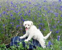 Продам Щенков КитайскихХохлатых - <ro>Изображение</ro><ru>Изображение</ru> #3, <ru>Объявление</ru> #46958