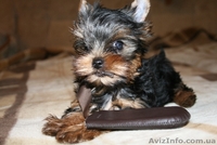 Продам прекрасного щенка йорка - <ro>Изображение</ro><ru>Изображение</ru> #2, <ru>Объявление</ru> #41398