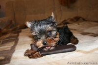 Продам прекрасного щенка йорка - <ro>Изображение</ro><ru>Изображение</ru> #3, <ru>Объявление</ru> #41398
