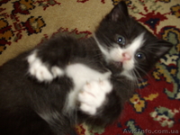 Подарю пушистых кошечек - <ro>Изображение</ro><ru>Изображение</ru> #1, <ru>Объявление</ru> #40850