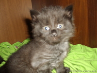 Подарю пушистых кошечек - <ro>Изображение</ro><ru>Изображение</ru> #3, <ru>Объявление</ru> #40850