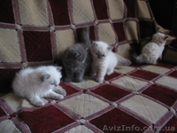 Персидские котята - <ro>Изображение</ro><ru>Изображение</ru> #1, <ru>Объявление</ru> #42037