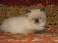 Персидские котята - <ro>Изображение</ro><ru>Изображение</ru> #5, <ru>Объявление</ru> #42037