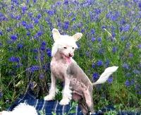 Продам Щенков КитайскихХохлатых - <ro>Изображение</ro><ru>Изображение</ru> #2, <ru>Объявление</ru> #46958