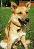 Очаровательная собачка Алиса ищет хозяина - <ro>Изображение</ro><ru>Изображение</ru> #1, <ru>Объявление</ru> #37463