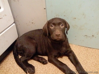 Щенки породы лабрадор ретривер шоколадного окраса. - <ro>Изображение</ro><ru>Изображение</ru> #5, <ru>Объявление</ru> #27144