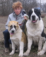 Надежный охранник - алабай (среднеазиатская овчарка ) - <ro>Изображение</ro><ru>Изображение</ru> #2, <ru>Объявление</ru> #48313