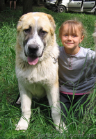 Надежный охранник - алабай (среднеазиатская овчарка ) - <ro>Изображение</ro><ru>Изображение</ru> #1, <ru>Объявление</ru> #48313