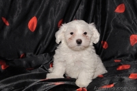 Элитные щенки мальтийской болонки(мальтезе) - <ro>Изображение</ro><ru>Изображение</ru> #1, <ru>Объявление</ru> #30891