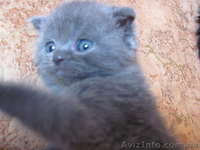 Шотландских и британских котят - <ro>Изображение</ro><ru>Изображение</ru> #2, <ru>Объявление</ru> #54889