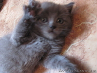 ПРОДАМ КОТЯТ БРИТАНСКИХ И ВИСЛОУХИХ  - <ro>Изображение</ro><ru>Изображение</ru> #1, <ru>Объявление</ru> #53788