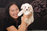 Элитные щенки мальтийской болонки(мальтезе) - <ro>Изображение</ro><ru>Изображение</ru> #3, <ru>Объявление</ru> #30891