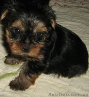 Продаются щеночки  йорка - <ro>Изображение</ro><ru>Изображение</ru> #4, <ru>Объявление</ru> #51667