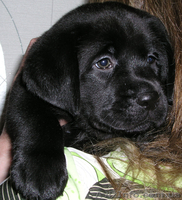 Щенки лабрадора – ретривера - <ro>Изображение</ro><ru>Изображение</ru> #1, <ru>Объявление</ru> #51337