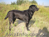 Щенки лабрадора – ретривера - <ro>Изображение</ro><ru>Изображение</ru> #3, <ru>Объявление</ru> #51337