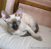 Котята доннского сфинкса - <ro>Изображение</ro><ru>Изображение</ru> #1, <ru>Объявление</ru> #51344