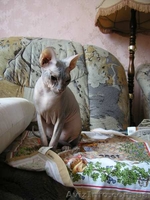 Котята доннского сфинкса - <ro>Изображение</ro><ru>Изображение</ru> #3, <ru>Объявление</ru> #51344