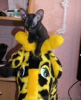 Котята доннского сфинкса - <ro>Изображение</ro><ru>Изображение</ru> #4, <ru>Объявление</ru> #51344