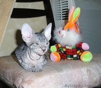 Котята доннского сфинкса - <ro>Изображение</ro><ru>Изображение</ru> #2, <ru>Объявление</ru> #51344