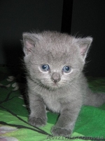 Продам британских прямоухих дефочек - <ro>Изображение</ro><ru>Изображение</ru> #1, <ru>Объявление</ru> #49776