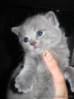 Продам британских прямоухих дефочек - <ro>Изображение</ro><ru>Изображение</ru> #2, <ru>Объявление</ru> #49776