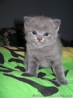 Продам британских прямоухих дефочек - <ro>Изображение</ro><ru>Изображение</ru> #3, <ru>Объявление</ru> #49776