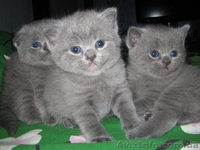 Продам британских прямоухих дефочек - <ro>Изображение</ro><ru>Изображение</ru> #4, <ru>Объявление</ru> #49776