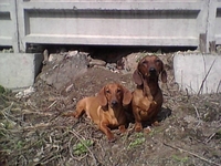 Щенок таксы рыжей гладкошерстной - <ro>Изображение</ro><ru>Изображение</ru> #2, <ru>Объявление</ru> #54432