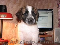 Продам щенка сенбернара и московской сторожевой - <ro>Изображение</ro><ru>Изображение</ru> #1, <ru>Объявление</ru> #63989