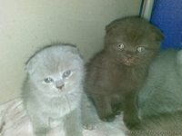 котята шотландские вислоухие и скотиш страйт - <ro>Изображение</ro><ru>Изображение</ru> #2, <ru>Объявление</ru> #73680