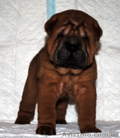 ШАРПЕЯ клубные щенки для дома и ШОУ - <ro>Изображение</ro><ru>Изображение</ru> #2, <ru>Объявление</ru> #65197