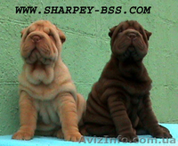 ШАРПЕЯ клубные щенки для дома и ШОУ - <ro>Изображение</ro><ru>Изображение</ru> #5, <ru>Объявление</ru> #65197