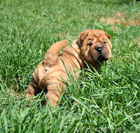 ШАРПЕЯ клубные щенки для дома и ШОУ - <ro>Изображение</ro><ru>Изображение</ru> #4, <ru>Объявление</ru> #65197