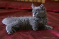 Шотландских очаровательных котят - <ro>Изображение</ro><ru>Изображение</ru> #1, <ru>Объявление</ru> #55849