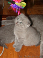 Продам плюшевых шотландцев, Маршала Жукова (1 500,00 грн.) - <ro>Изображение</ro><ru>Изображение</ru> #1, <ru>Объявление</ru> #72828