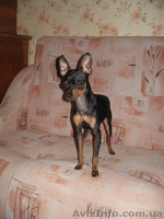 Предлагаю для вязки Русского Той терьера - <ro>Изображение</ro><ru>Изображение</ru> #2, <ru>Объявление</ru> #73703