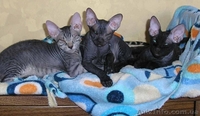 Эксклюзивные котята донского сфинкса - <ro>Изображение</ro><ru>Изображение</ru> #1, <ru>Объявление</ru> #69376