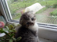 котята шотландские вислоухие и скотиш страйт - <ro>Изображение</ro><ru>Изображение</ru> #3, <ru>Объявление</ru> #73680