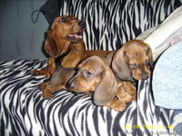 Продам щенков таксы (Салтовка) - <ro>Изображение</ro><ru>Изображение</ru> #1, <ru>Объявление</ru> #73952