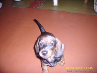 Продам щенков таксы (Салтовка) - <ro>Изображение</ro><ru>Изображение</ru> #2, <ru>Объявление</ru> #73952