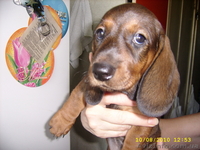 Продам щенков таксы (Салтовка) - <ro>Изображение</ro><ru>Изображение</ru> #4, <ru>Объявление</ru> #73952