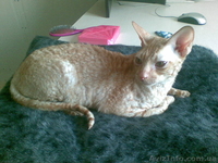  кот корниш рекс для вязок - <ro>Изображение</ro><ru>Изображение</ru> #3, <ru>Объявление</ru> #74692