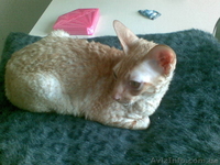  кот корниш рекс для вязок - <ro>Изображение</ro><ru>Изображение</ru> #1, <ru>Объявление</ru> #74692