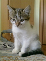 Отдам котенка!Девочку2,5мес.Приучена к горшку.Возможна доставка по Харькову - <ro>Изображение</ro><ru>Изображение</ru> #4, <ru>Объявление</ru> #86524