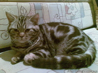 британец, страйт ,вислоухий коты для вязок - <ro>Изображение</ro><ru>Изображение</ru> #2, <ru>Объявление</ru> #74685