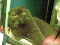 британец, страйт ,вислоухий коты для вязок - <ro>Изображение</ro><ru>Изображение</ru> #3, <ru>Объявление</ru> #74685